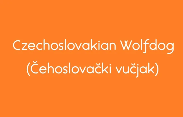 Dobro poznajete pasmine, kažete? Pa da vas vidimo na ovom kvizu, jeste li doista stručni