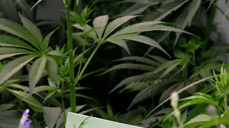 Marihuana protiv bolova