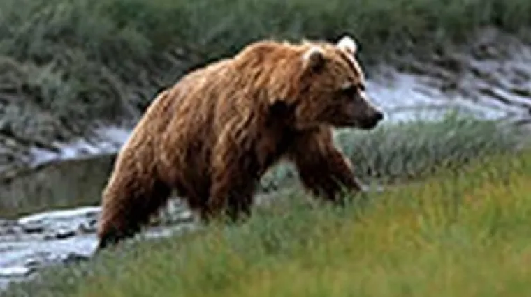 Medvjedi &scaron;eću oko sela