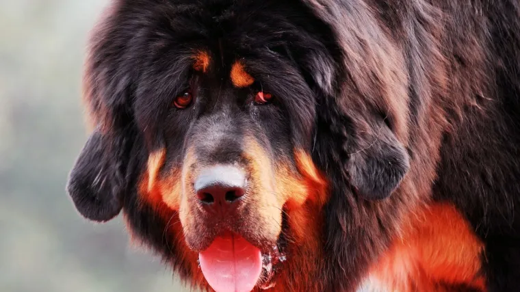 Sjekirom na djevojku zbog psa