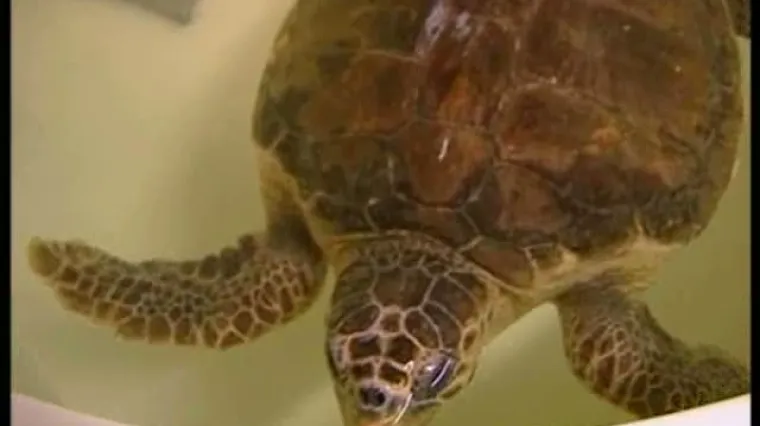 Pula - oaza za morske kornjače