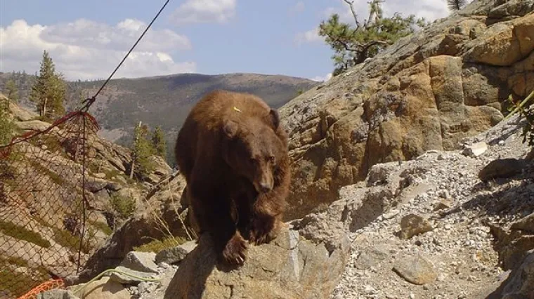 Na A1 pregaženi medvjedica i njezino mladunče