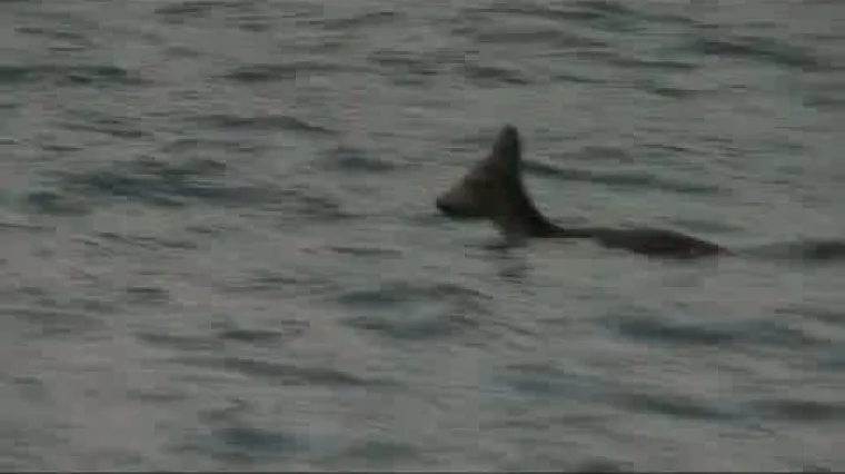 Srna skočila u more i otplivala do Krka!