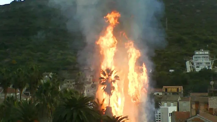Zbog igre petardama izgorjele stoljetne palme