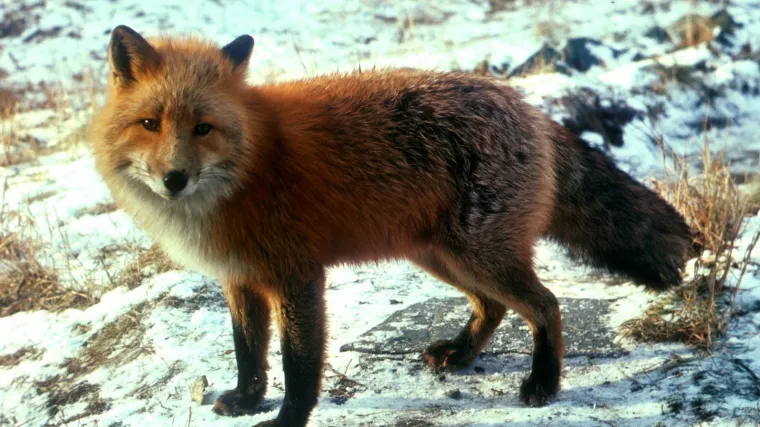 U Karlovcu se pojavila bijesna lisica?