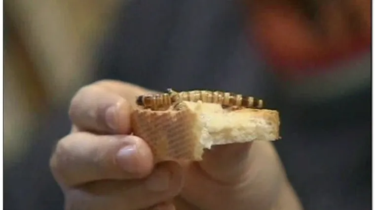 Na meniju samo kukci