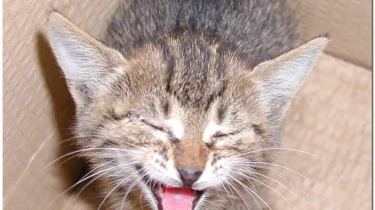 Mačka preživjela pad s 34. kata