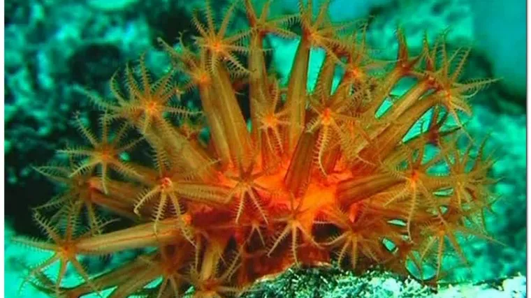 Znanstvenici otkrili nove vrste u moru kod Australije