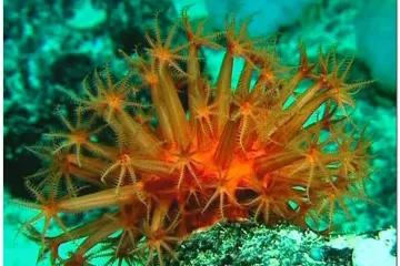 Znanstvenici otkrili nove vrste u moru kod Australije