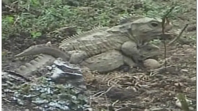 Reptil star 111 godina postao otac