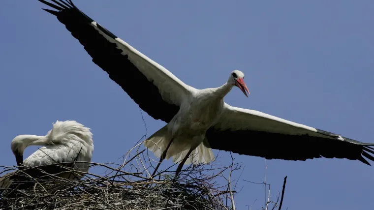 Roda na krovu, 700 kuna u džepu