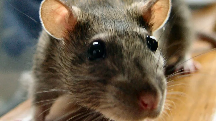 Za masakr 40.000 &scaron;takora dobio TV u boji!