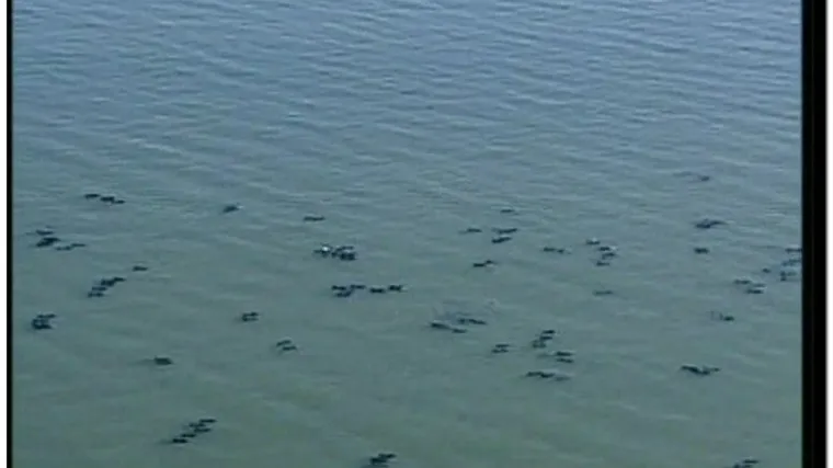 Na obali Filipina se nasukali dupini