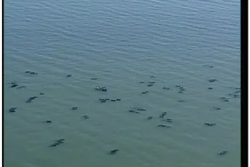 Na obali Filipina se nasukali dupini