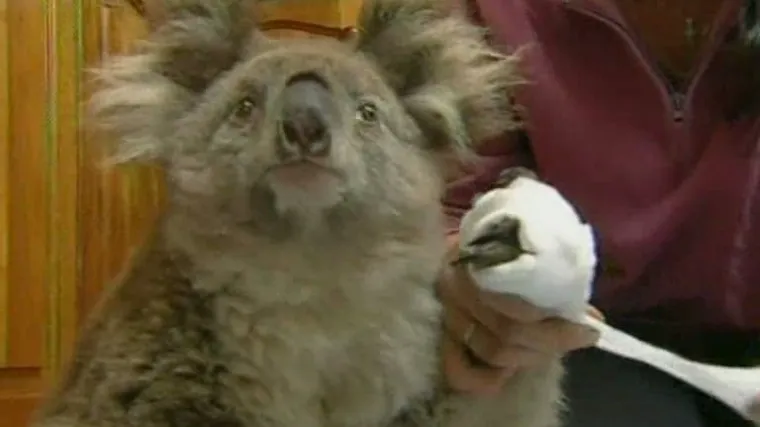 Vatra progutala i milijune životinja