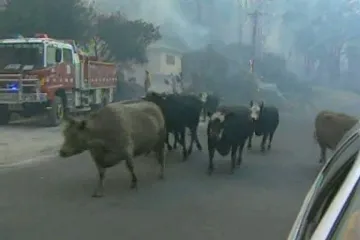 Vatra progutala milijune životinja