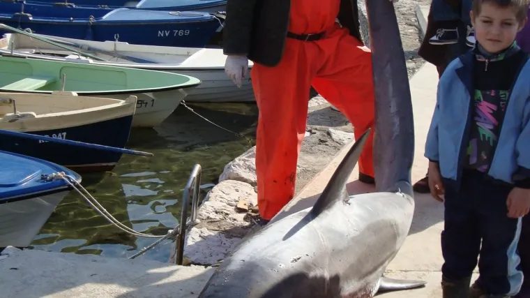 Ulovljen morski pas od četiri metra
