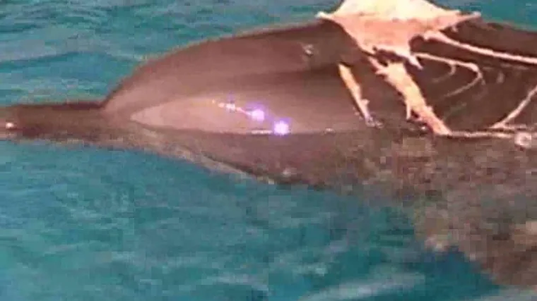 Australija: Dupina izgrizao morski pas