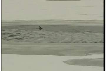 Dupini zalutali u zaleđenom moru