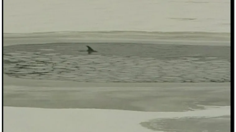 Dupini zarobljeni u zaleđenom moru