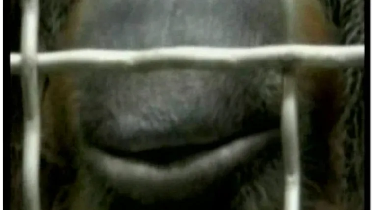 Jedinstven slučaj: Majmunica naučila zviždati