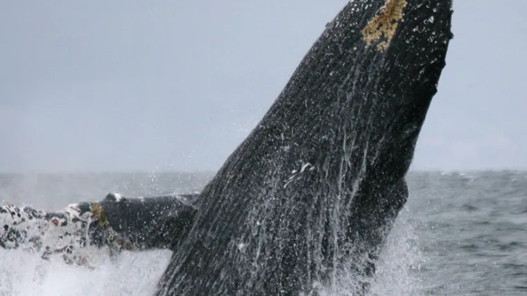 Slovenci poručuju: Ne uznemiravajte kita!