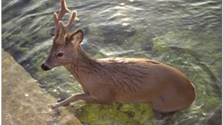 Ribari spasili jelena iz mora