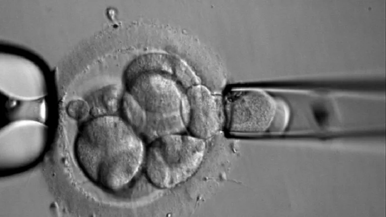 Stižu "bebe po želji"