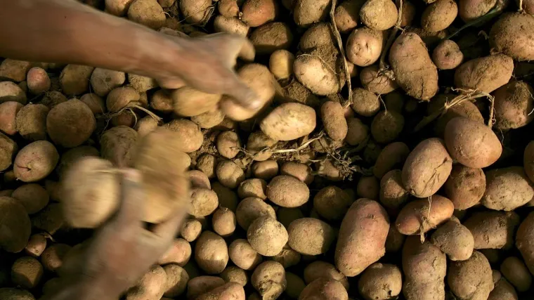 Iskopala mužu oko jer nije htio guliti krumpir