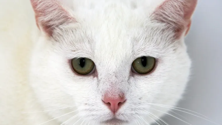 Mačak Bojan prehodao Sibir i na&scaron;ao gazdu