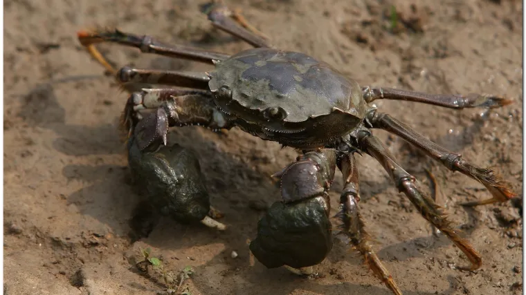 Golemi dvometarski rak živio prije 500 milijuna godina