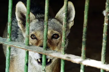 Vuk izgrizao mu&scaron;karca i napao policajce