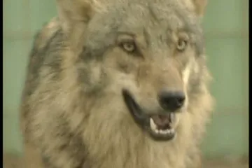 Krvoločna vučica bila je bijesna