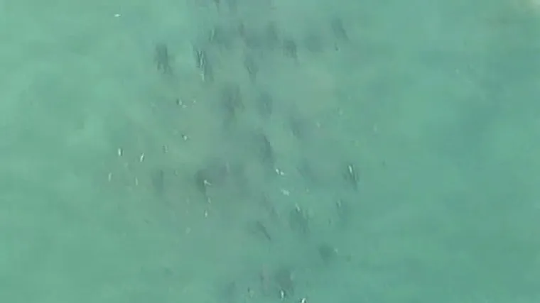 Gladni morski psi kružili oko kupača