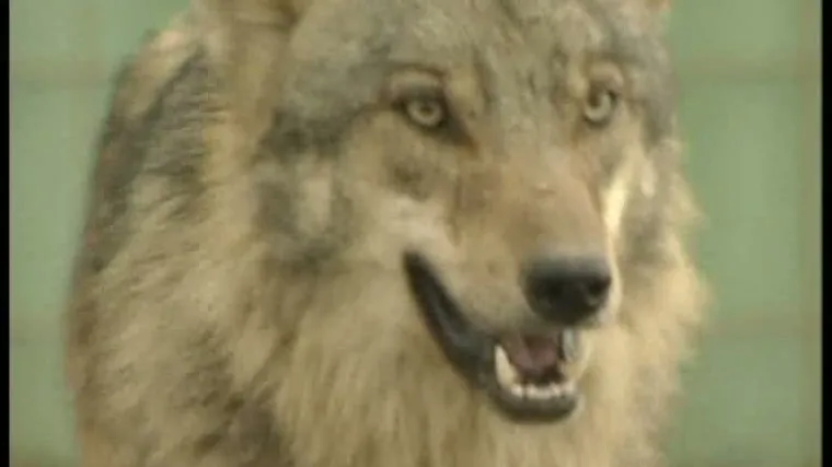 Zgazio vuka na Jadranskoj magistrali