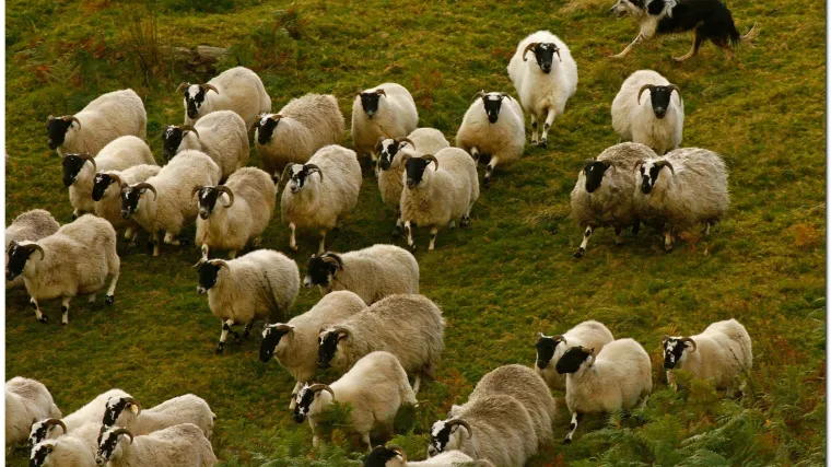 Bruceloza hara Cetinskom krajinom