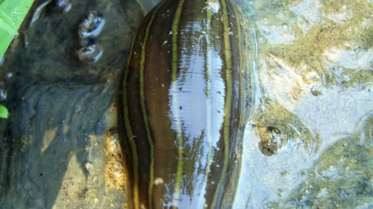 Pijavica joj se prikačila na oko!