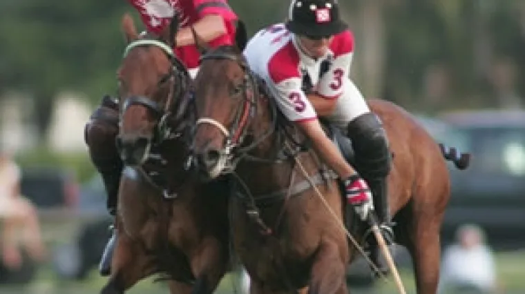 Uginuo 21 konj na polo turniru