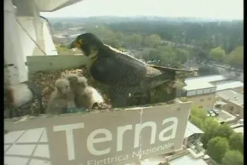 Na krovu sveučilišta izlegla se tri siva sokola