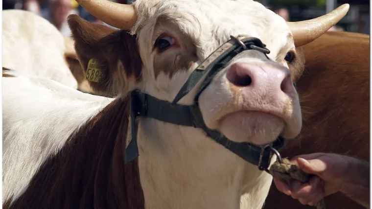 Pomahnitala krava ozlijedila petero učenika