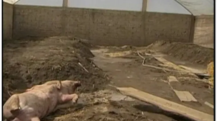 Edgar Hernadez prvi je službeno oboljeli od svinjske gripe