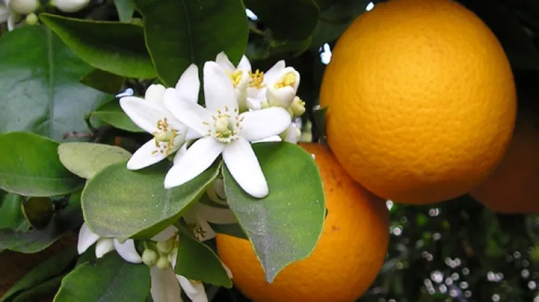 Starac &scaron;vercao kokain u narančama