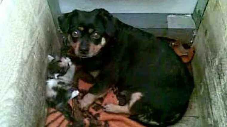 Kujica Lola othranjuje malo mače