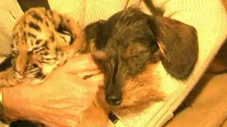 Kujica posvojila tigrića