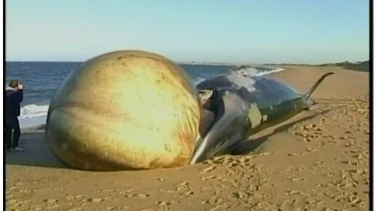 Nasukanom kitu se napuhao jezik