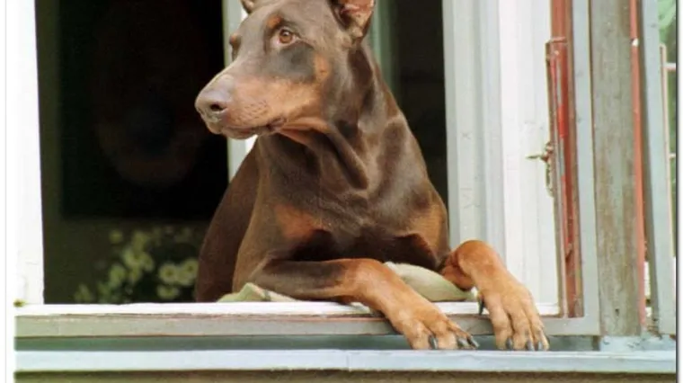 Doberman iskočio kroz prozor i ugrizao dijete