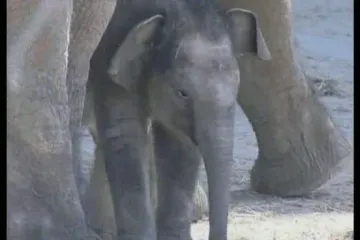 Prvi koraci tek rođene azijske slonice