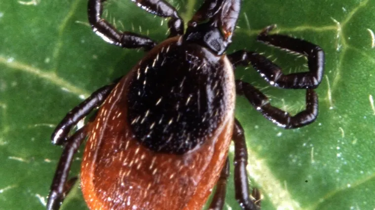 Hemoragijska groznica hara Kosovom