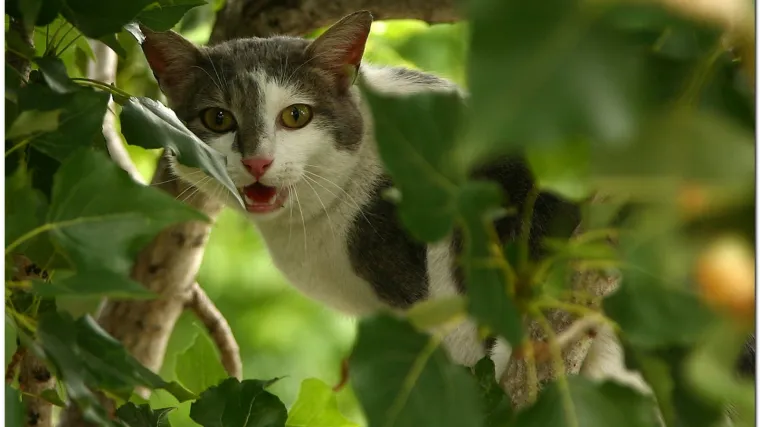 GSS spasio mačka Ferdu