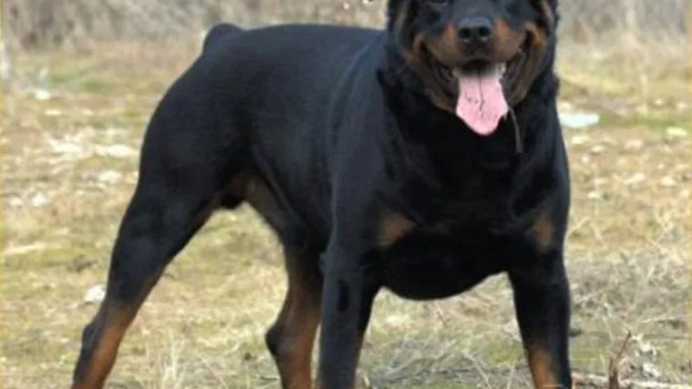 Omi&scaron;: Pas ugrizao &scaron;etača za lijevi obraz